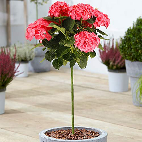 Hydrangea Macrophylla Tree Collection | Deciduous Trees for Small Gardens Patios Plant Borders | Potted Lollipop Blue, Pink, White & Red Trees | Climbing Hydrangea Flower (70-80cm (Incl. Pot), Red)