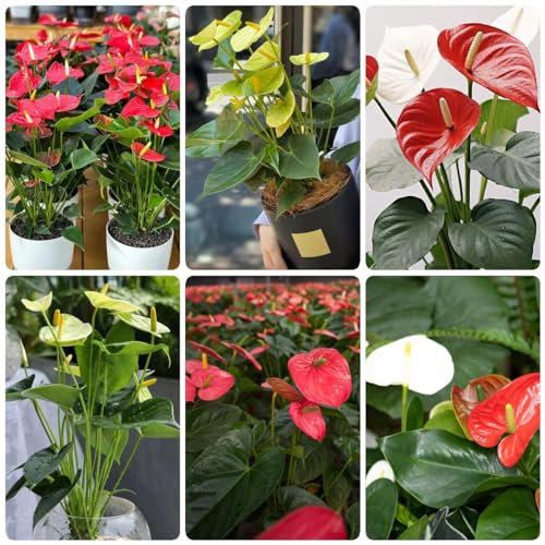 125 pcs anthurium pflanze samen - wildblumenwiese saatgut mehrjährig,Anthurium andraeanum,anthurium clarinervium,Flamingoblume bienenweide saatgut bonsai topf plants topfpflanzen