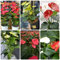 125 pcs anthurium pflanze samen - wildblumenwiese saatgut mehrjährig,Anthurium andraeanum,anthurium clarinervium,Flamingoblume bienenweide saatgut bonsai topf plants topfpflanzen