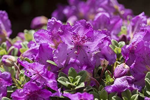 Zwerg-Rhododendron 15-20 cm Topf Rhododendron keleticum Bodendecker