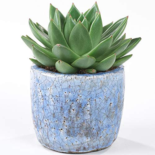 Echeveria Miranda 10-20cm Planta Suculenta en Maceta para el Hogar u Oficina Regalo a la Venta