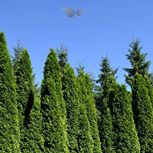 Gardline - Lebensbaum Smaragd 180-200 cm IM TOPF.3-150 Koniferen. Sichtschutz Thuja Hecke - 5 St. (ca. 2 Meter)