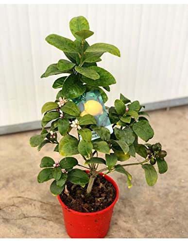 Albero di Limone Nano Vaso 17cm
