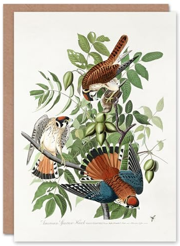 Artery8 John James Audubon Art Card Sparrow Hawk on Walnut Tree