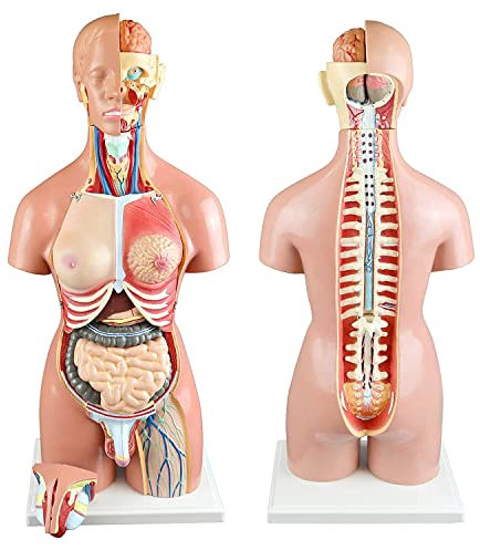 UIGJIOG Menschliches Körper-Torso-Modell 55cm 22-teiliges Dual-Sex-Human-Torso mit offener Rücken offener Rücken ausübt Muskelschichten, Wirbelvolumen, Nervenzweigen,55cm