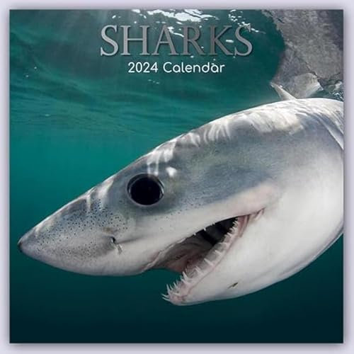 Sharks – Haie 2024 – 16-Monatskalender: Original Gifted Stationery-Kalender [Mehrsprachig] [Kalender] (Wall-Kalender)