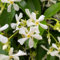 100 pcs sternjasmin winterhart samen, winterharte pflanzen für balkon, winterharte stauden für pralle sonne, Trachelospermum jasminoides, samen blumenwiese, kletterpflanzen schnellwachsende