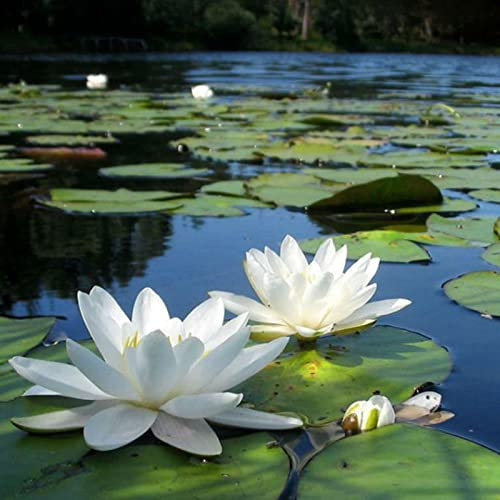 Seerosenpflanzen, Seltene Pflanze, Winterhart, MehrjäHrigen Blumen, Bringen Mit Ihrem Eleganten Glanz Leben In Ihren Teich, Einfach Zu ZüChten,-60pcs-B