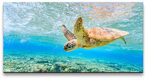 Paul Sinus Leinwandbild 120x60cm Seeschildkröte unter Wasser Meer Tauchen Ozean