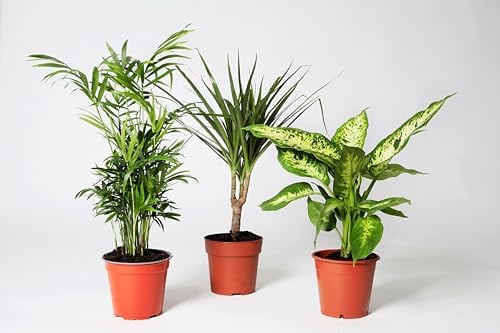 Mix Plant Indoor- PAck 3 plantes d'intérieur naturelles (P-1:Chamaedorea + Dieffenbachia + Dracaena)
