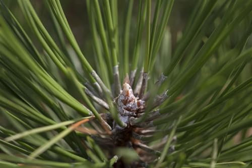 Schwarzkiefer 'Hornibrookiana' 40-50 cm Topf Pinus nigra winterhart