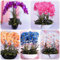 10 Samen der Himalaya-Zypresse Zypresse Seeds