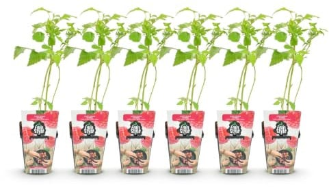 GreenboutiQ - Obstpflanzen - Himbeere - Rubus idaeus Heritage - Winterhart - 6 Pflanzen - Topf 9 cm - Rote Himbeere