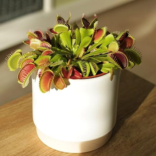 Plant Theory 20cm Dionaea Muscipula Venus Fly Trap Carnivorous Indoor Plant 12cm Pot