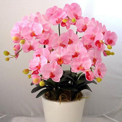 Orchidee bonsai da interno con orchidea Phalaenopsis rosa 100 teilchen/lot: rot