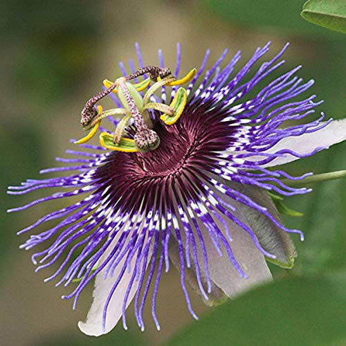 Passiflora 'Purple Haze' - Passionsblume 50-60 cm Pflanzcontainer