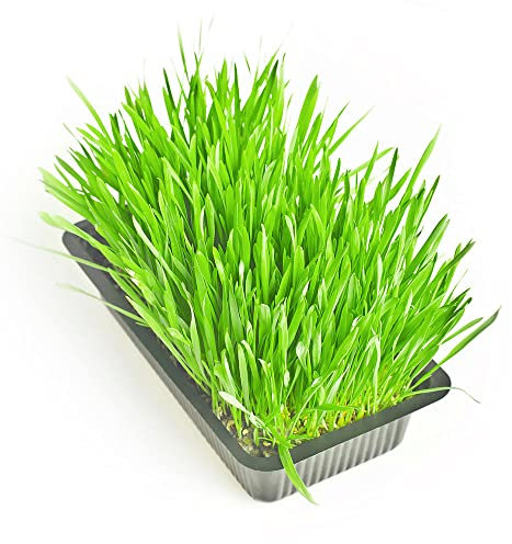 Katzengras Samen KräUtergarten Katzengras Fertig Gewachsen WildkräUter Samen Bonsai Bodendecker Winterhart MehrjäHrig Winterharte Pflanzen FüR Garten 50 Cat Grass Seed