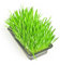 Katzengras Samen KräUtergarten Katzengras Fertig Gewachsen WildkräUter Samen Bonsai Bodendecker Winterhart MehrjäHrig Winterharte Pflanzen FüR Garten 50 Cat Grass Seed