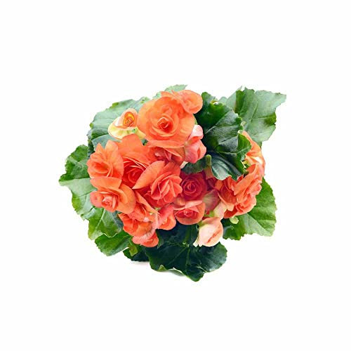 Semi Di Begonia - Crea La Tua Oasi Con Semi Di Begonia Fiori All'Aperto Tutto L'Anno, Piante Naturali Resistenti All'Aperto - 200 Pezzi (Arancione)