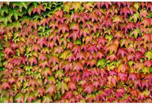 Aachondra 500pcs semi di piante di edera rosso verde