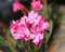 90 graines de fleurs de laurier-rose fraîches
