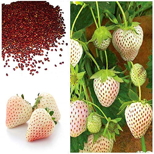 50pcs de vente chauds fraises blanches graines arôme doux maison bonsaï bricolage jardin
