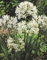 Agapanthus Albus Schmucklilie1 Wurzelstück Blumenzwiebeln