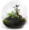 Öko Flaschengarten - Biodome - 2 botanische und 1 Ficus-Ginseng-Pflanze - ? 30cm / ø30cm