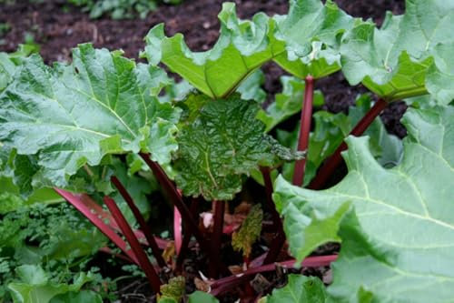 GARTHWAITE NURSERIES® : - 1 Potted Victoria Rhubarb Plant, Live Garden Perennial, Large Green Leaves with Red Stalks