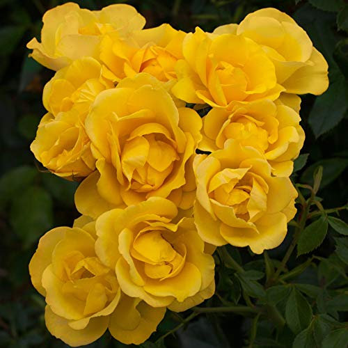 Bush Rose ‘Grandma’s Rose’ Rosa Floribunda Potted Plant Hardy Shrubs Summer Flowering Garden Plants Scented Yellow Flowers for Beds and Borders 1 x 3 Litre Pot by Thompson and Morgan