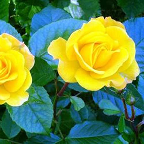 Haloppe 50 Pz Begonia Fiori Piante Semi per la Piantagione del Giardino di Casa, Semi di Begonia Perenne Rare Begoniaceae Semi di Fiori del Cortile Giallo Semi