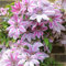Clematis winterhart mehrjährig immergrün Kann auf Mauern, Sträucher und Zäune klettern-6knollen-J