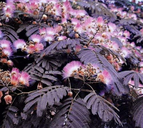 Nachlass Cioccolato Mimosa Albizia Julibrissin Baum (5) Halber Seidenbaum