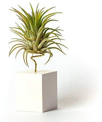 Plantas de Interior para Decorar la Oficina Escritorio Estudio fáciles de cuidar Tillandsia Ionantha Rubra (Soporte Incluido) (Blanco)