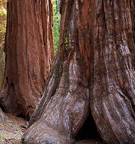 Portal Cool L'alta Mondo 20 Sequoia Sempervirens Semini Sementi Albero +