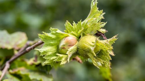 Pianta di Nocciolo - Mortarella in vaso o fitocella