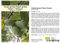 Seedeo Indianerbanane/Papau/Pawpaw (Asimina triloba) 3 Samen BIO