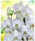 KGCFUNYP 5D Diamant Gemälde voller Bohrer Bilder für Erwachsene Kinder DIY Zahlen Diamond Painting Set Strass Stickerei Wand Decor 30 * 40cm Weisse Orchidee
