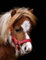 Tysons Breeches Halfter Minishetty Falabella Fohlen Holly Fohlenhalfter Mini Pony Minipony Rot Weiß Lila Pink Glitzer Nylonhalfter (Rot)