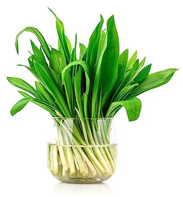 200 Pezzi Semi Di Aglio Selvatico Perenne Resistente, Balcone Del Giardino Delle Erbe Aromatiche, Semi Tappezzanti Piante Di Aglio Selvatico, Semi Di Aglio Selvatico, Piante Erbacee,