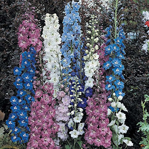 Delphinium, PACIFIC GIGANTE MIX perenni, 10 semi