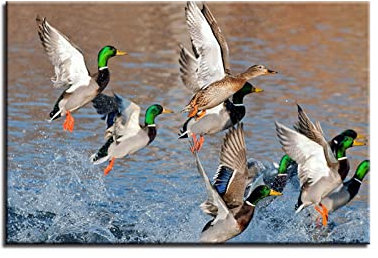 Wohnzimmer Wand Kunst Leinwand Poster Bild tierische Wildente Leinwand Malerei Wandkunst Ölbild für Zuhause, moderne Dekoration, Dekodruck 55x80cm Kein Rahmen