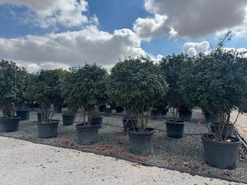Sunny Tree - Photinia Fraseri Red Robin – Mehrstämmiger Parachute-Baum – 220 cm – Immergrün, Winterhart, Premium Garten- & Kübelpflanze