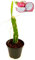 POWERS TO FLOWERS - PITAYA, FRUTTO DEL DRAGO, HYLOCEREUS UNDULATUS, DRAGON FRUIT, pianta vera