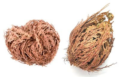 2 Piante piccole Rosa di Jericho con due pergamena Selaginella lepidophylla Jerico Gerico pianta ressurrezione pace rinascita dai 3 ai 6 cm.