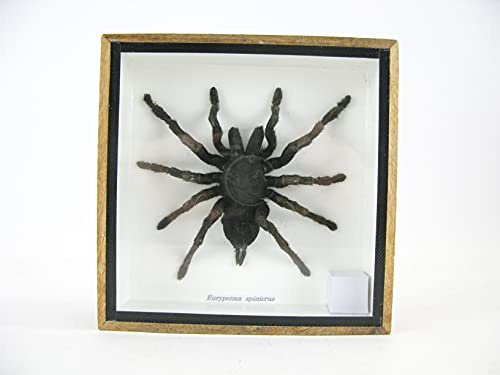Echte große und exotische Vogelspinne Spinne im 3D Schaukasten, Bilderrahmen - gerahmt - Vogelspinne - EURYPEIMA SPINCRUS