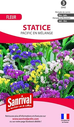 Sanrival Pazifik-Statice in Mischung