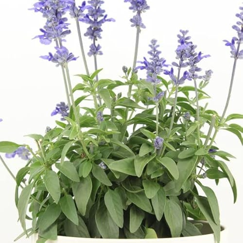 Salvia o Salvia Officinalis Natural Planta Aromática para el Jardín