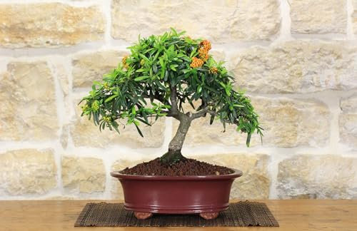 Bonsai di Pyracantha Coccinea (147)
