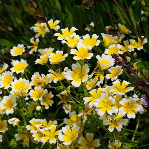 Limnanthes Poached Egg Seeds – RHS Award of Garden Merit – Hardy Annual – Must Have for Beddings, Borders & Containers – for Your Beautiful Garden